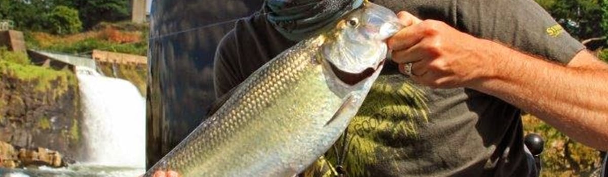 wto_Guided_Flyfishing_Willamette_Shad