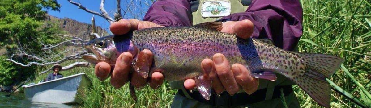 wto_guided_flyfishing_deschutes_redside_upclose_3