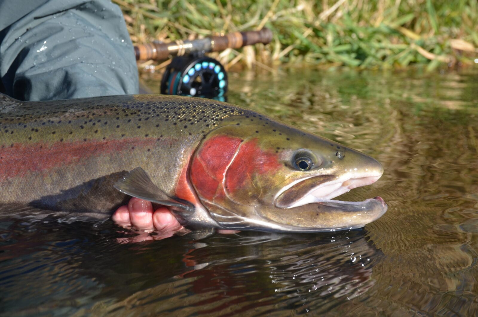 Deschutes River Steelhead SWING O LOGY Spey Camp Water Time Outfitters