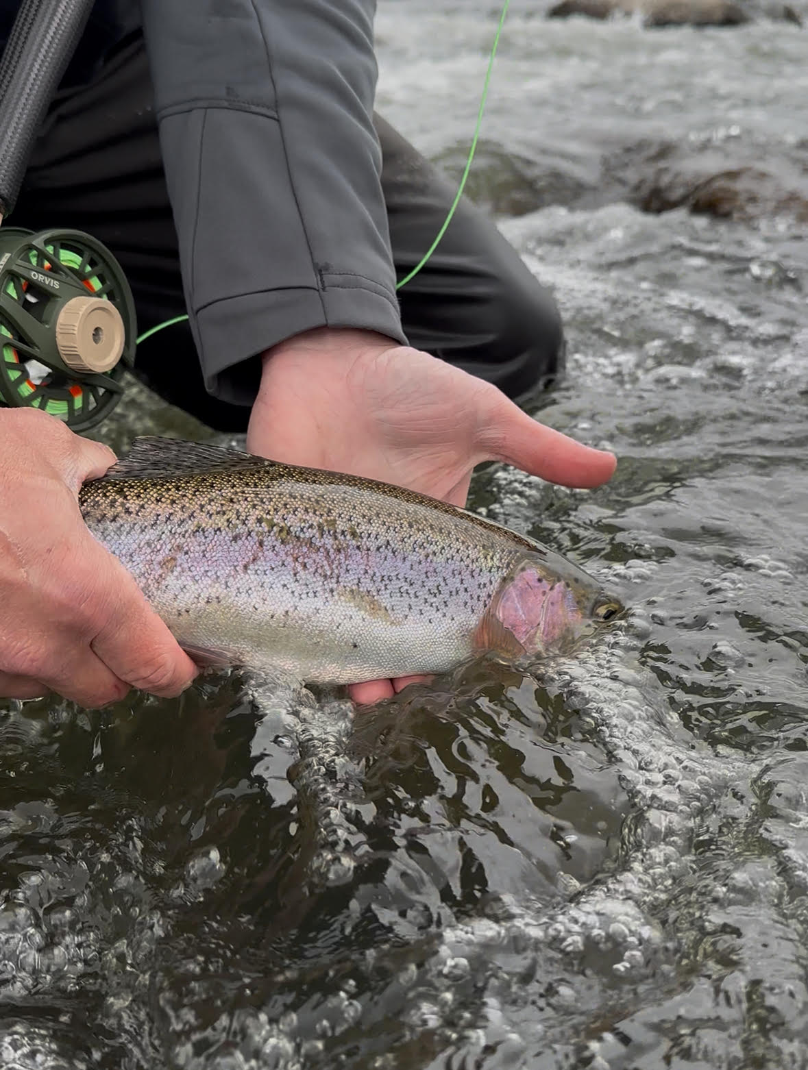 trout in hand