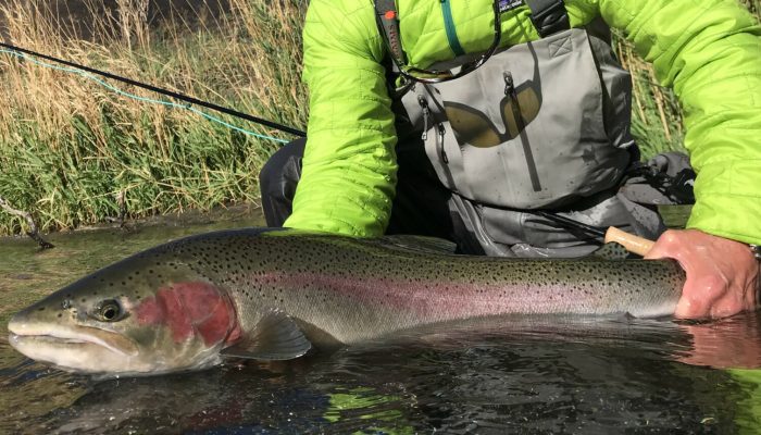 RickSteelhead1