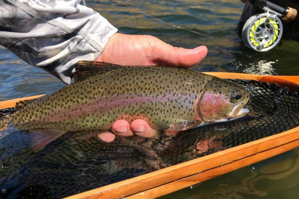 Rainbow trout in the Deschutes River