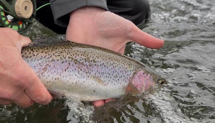 trout in hand
